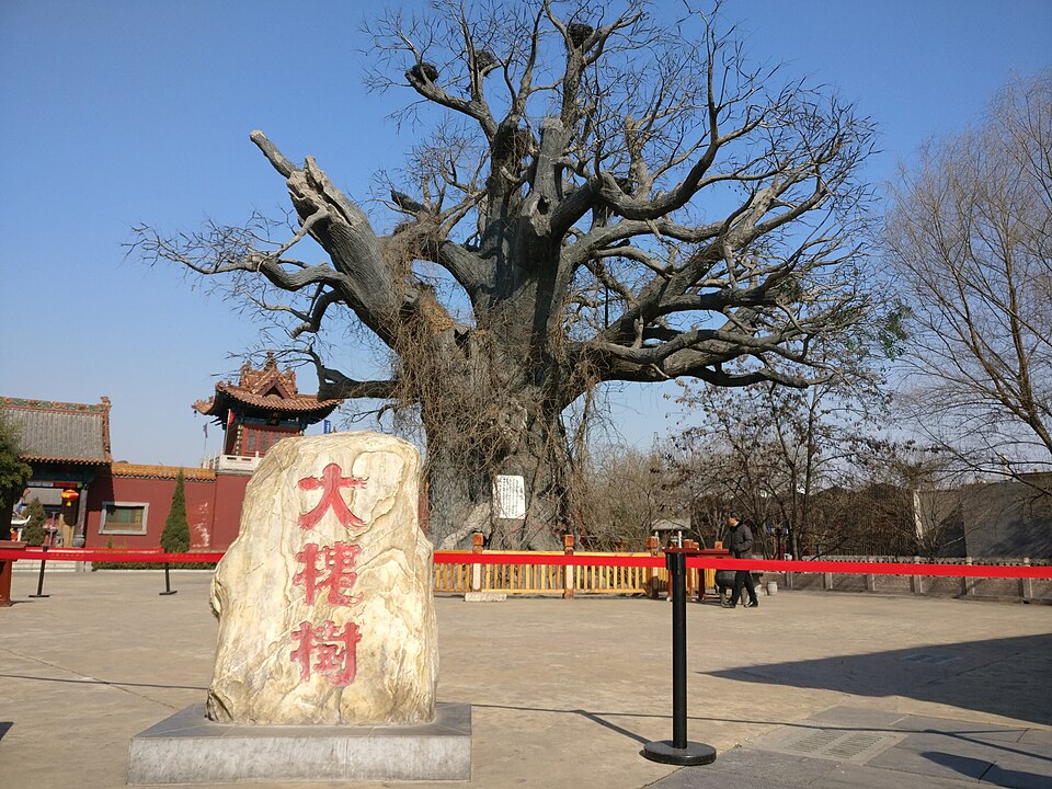 洪洞大槐树 配图3