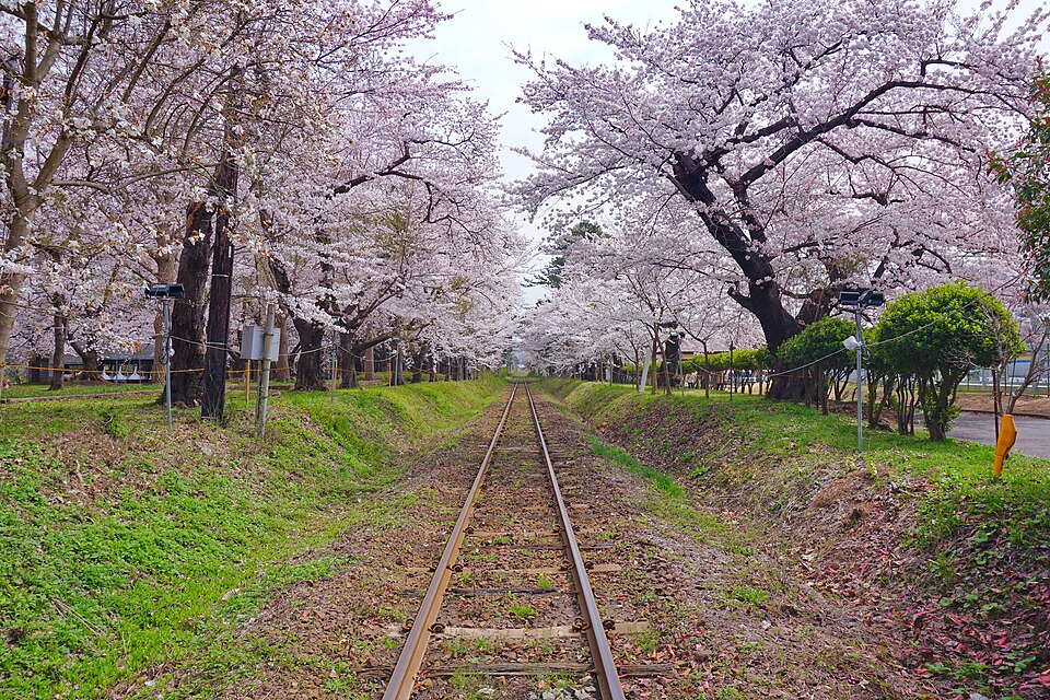 平坝樱花