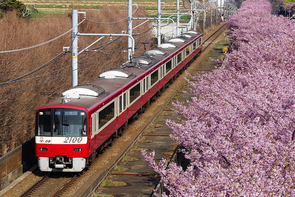 平坝樱花